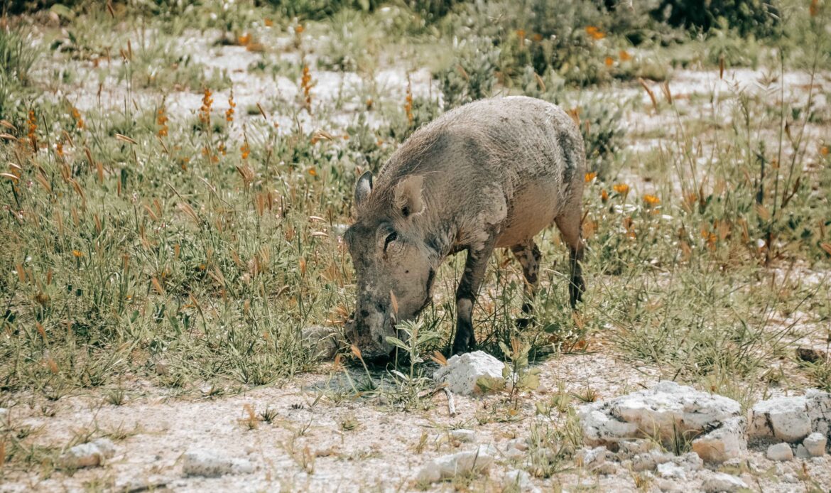 Warzenschwein sucht Nahrung in trockener Landschaft in Namibia