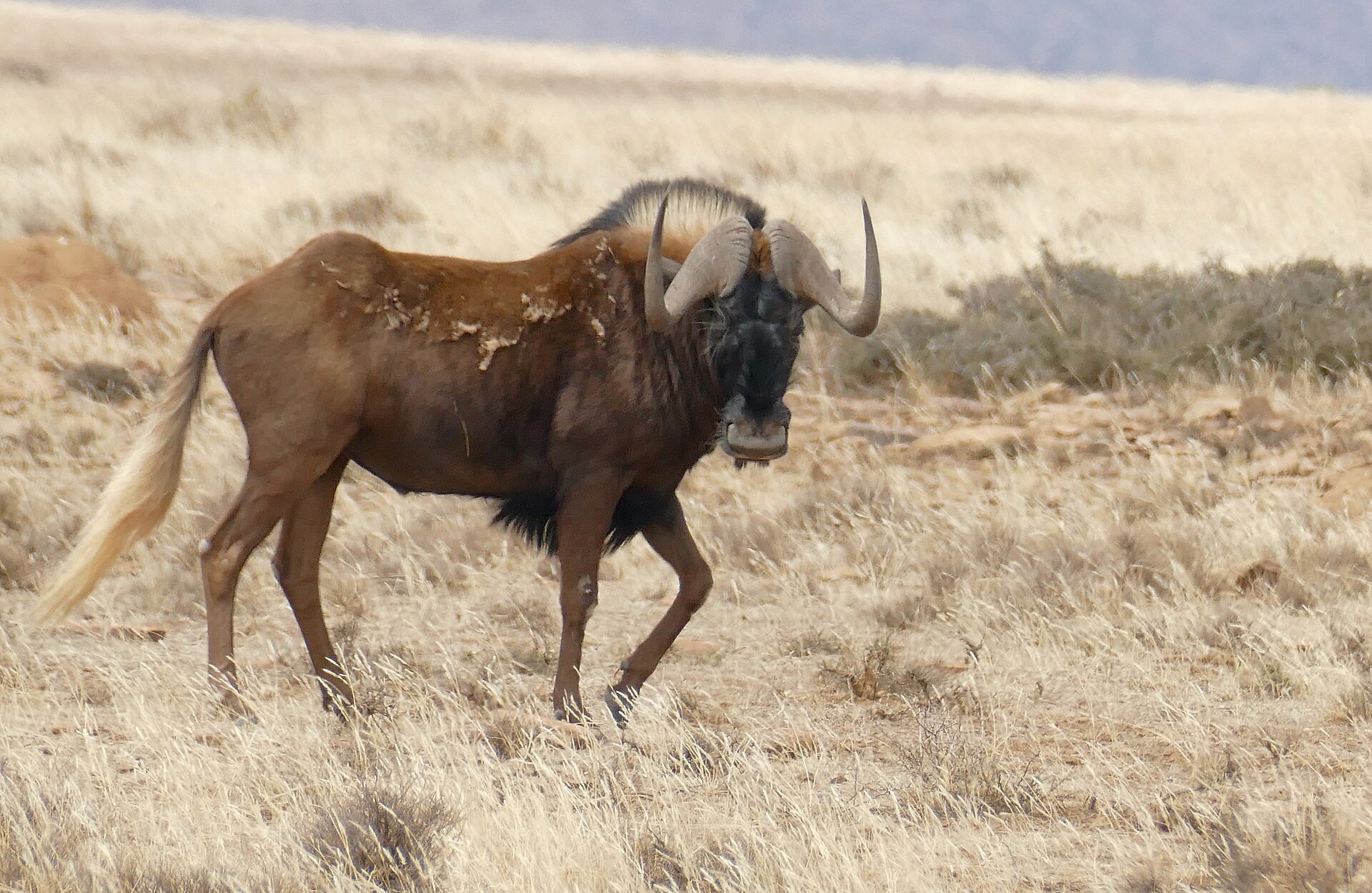 Neozoen Neozoen in Namibia | Eingeführte Wildarten im Tieratlas