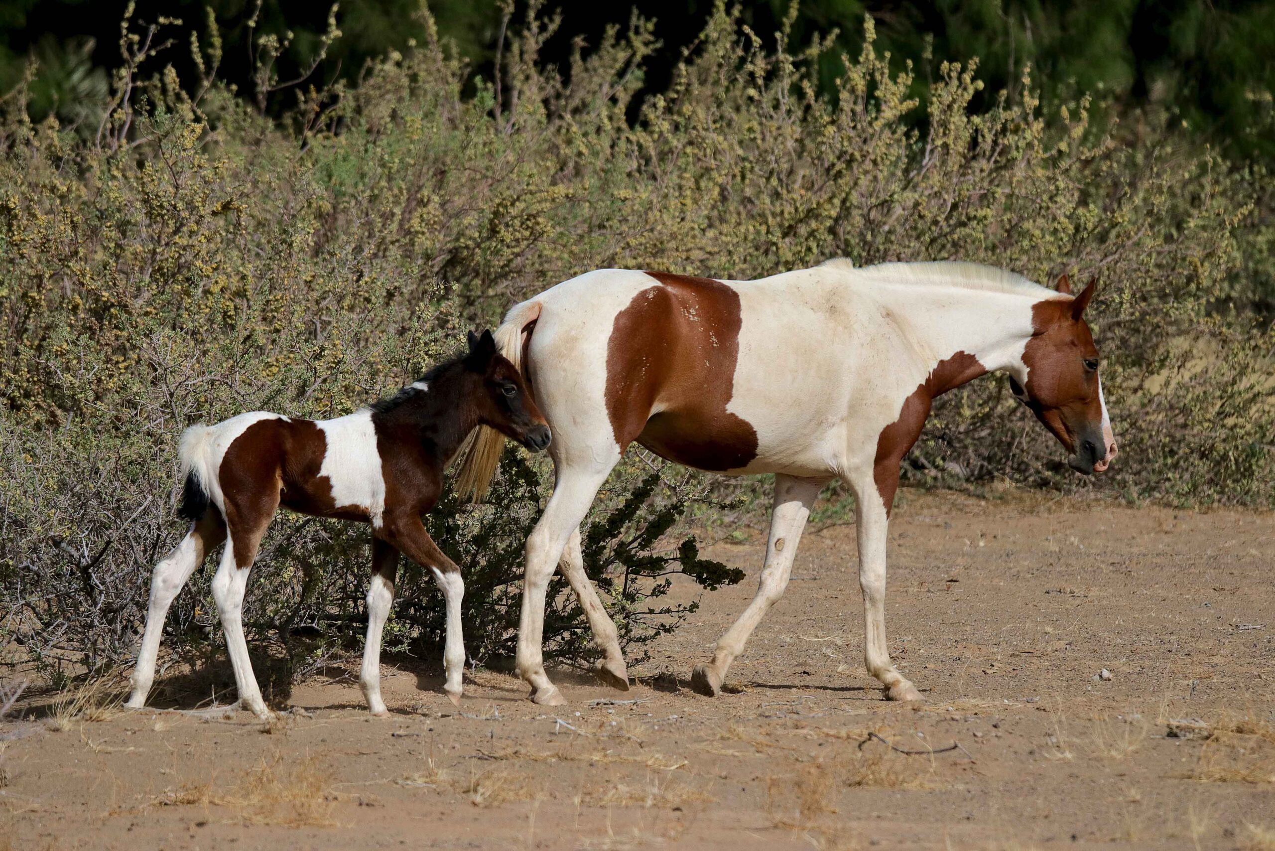 Wildpferd mit Fohlen läuft durch trockene Buschlandschaft in Namibia