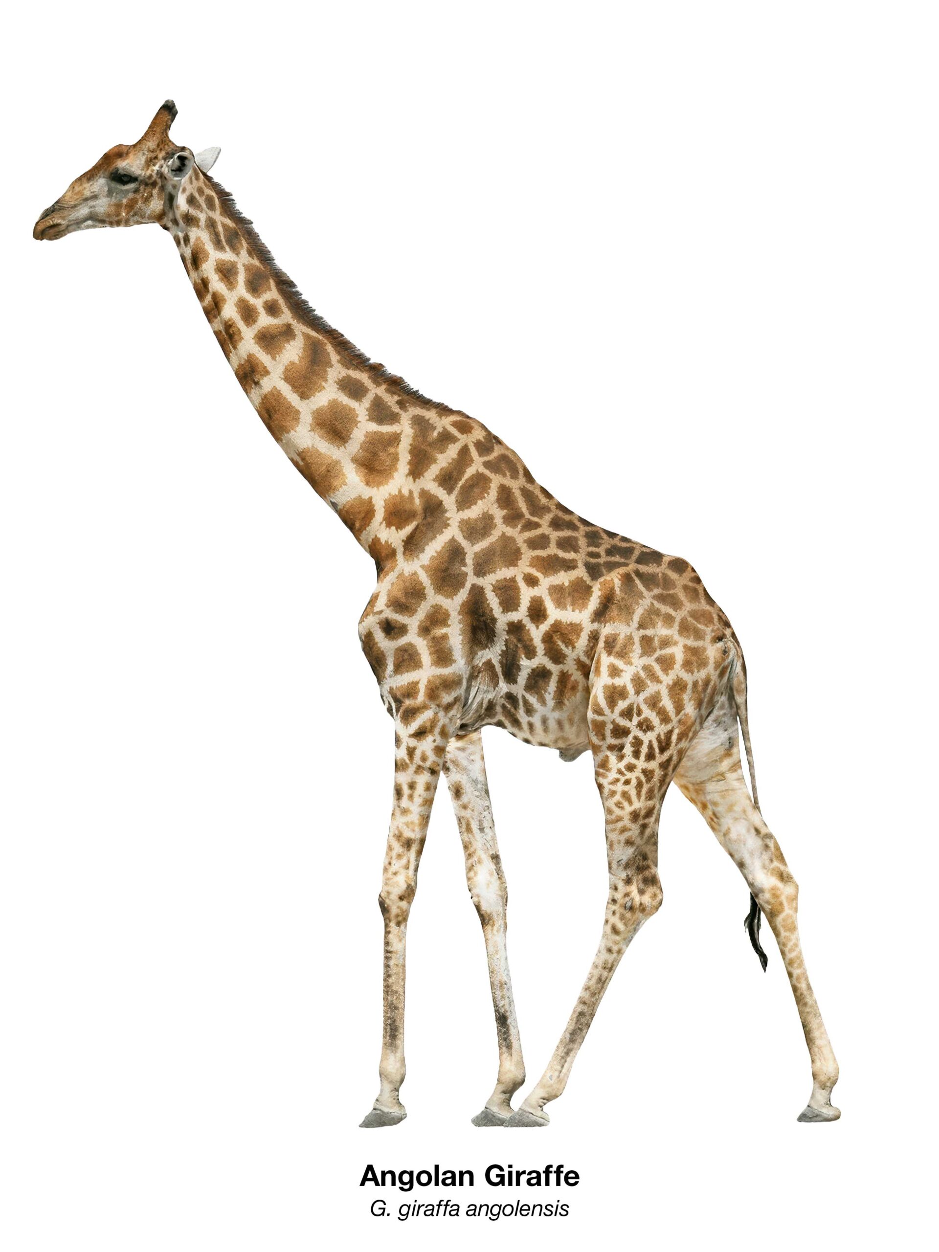 Freigestellte Angola-Giraffe (Giraffa giraffa angolensis) in Ganzkörperansicht – Namibian Wildlife Foundation e.V. (NWF)