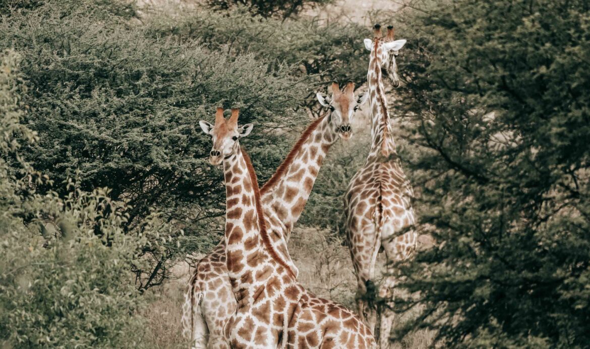 Drei Giraffen in einer Buschlandschaft in Namibia als Symbolbild für Monitoring und Giraffenschutz