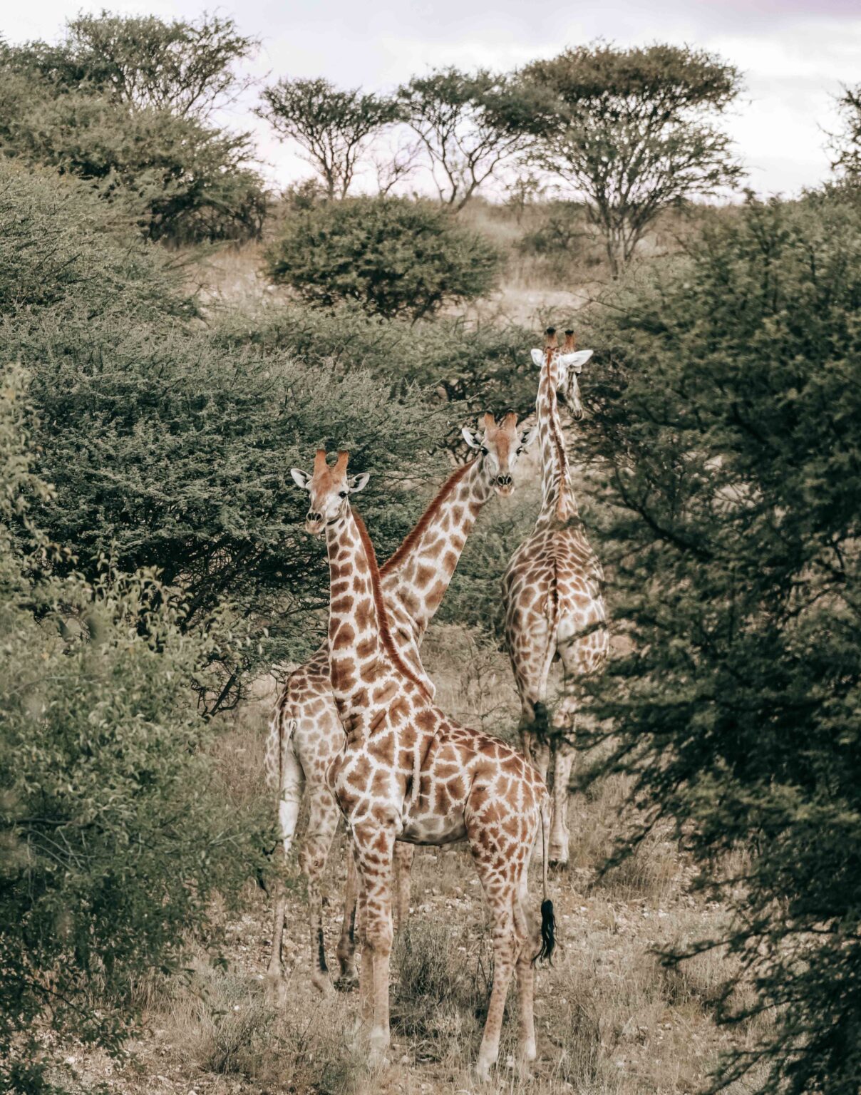 Drei Giraffen in einer Buschlandschaft in Namibia als Symbolbild für Monitoring und Giraffenschutz