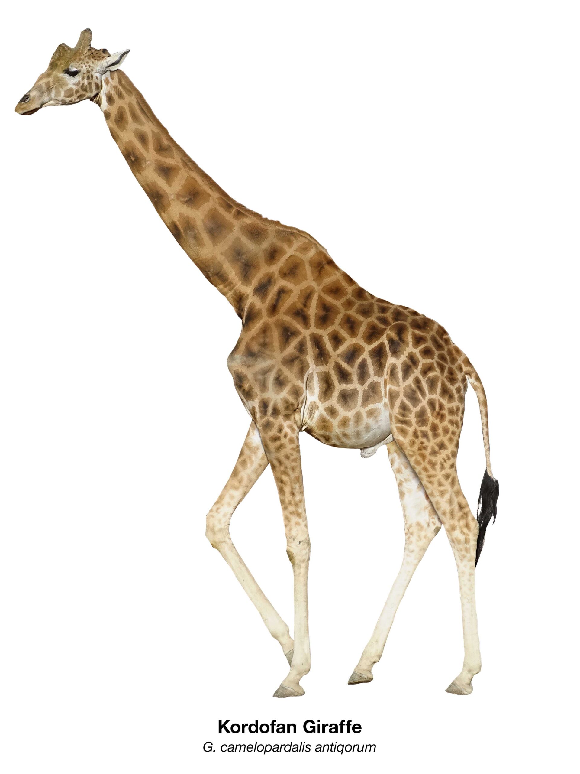 Freigestellte Kordofan-Giraffe (Giraffa camelopardalis antiquorum) in Ganzkörperansicht – Namibian Wildlife Foundation e.V. (NWF)