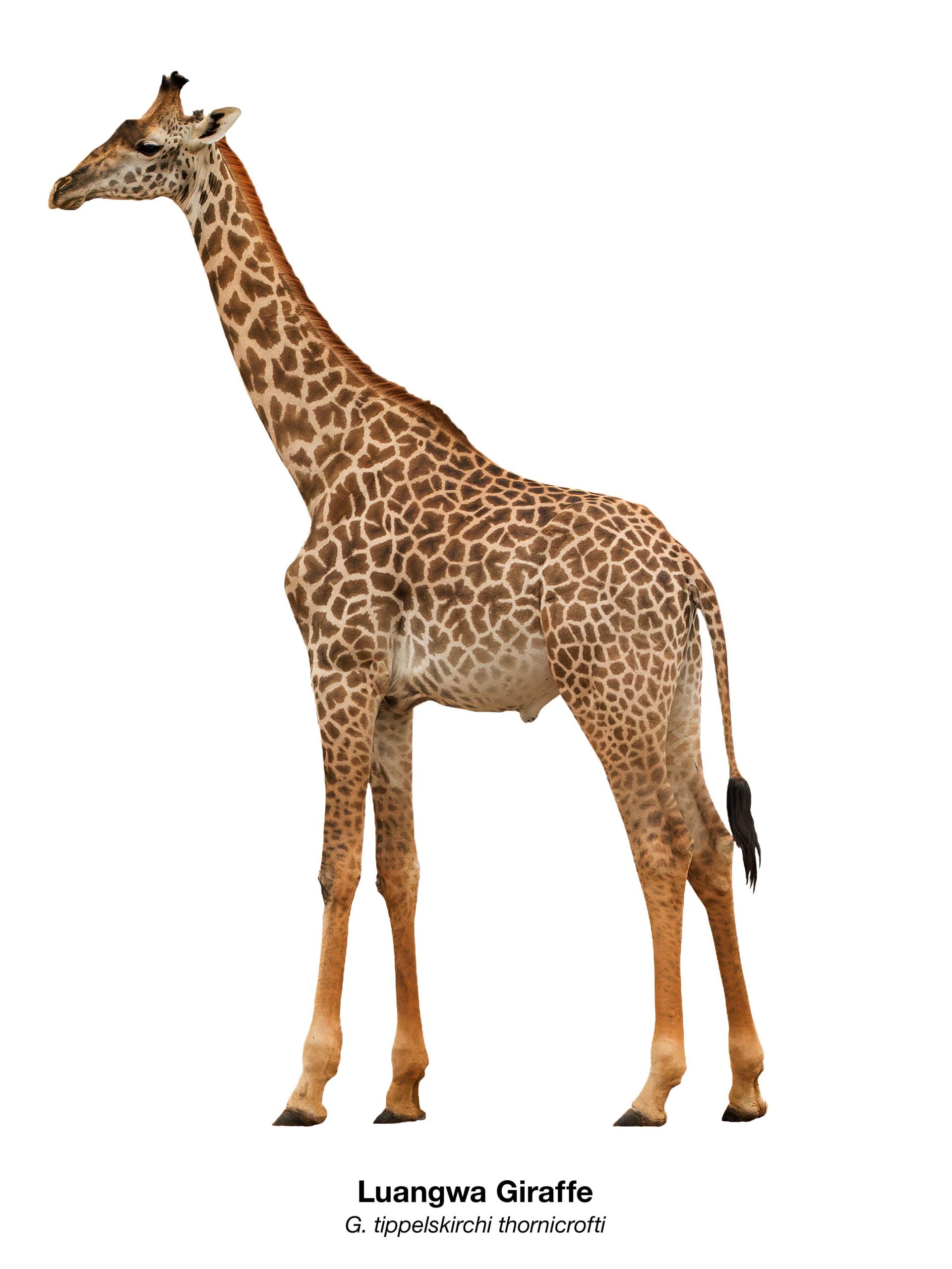 Freigestellte Luangwa- oder Thornicroft-Giraffe (Giraffa tippelskirchi thornicrofti) in Ganzkörperansicht – Namibian Wildlife Foundation e.V. (NWF)