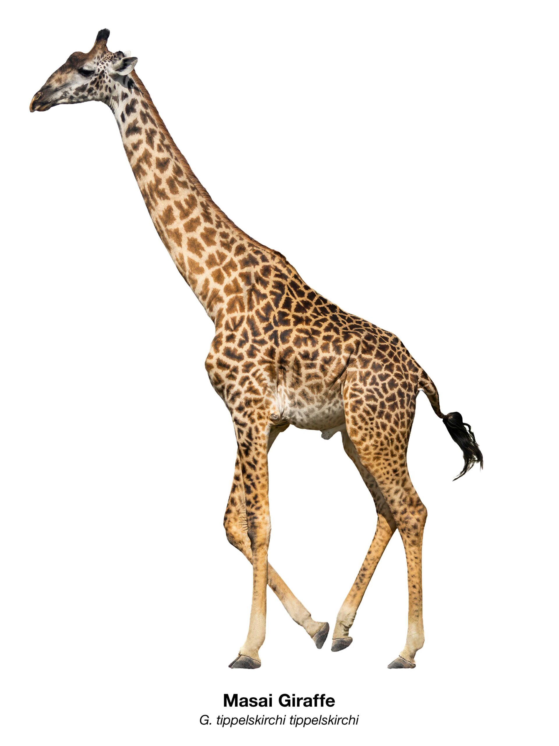 Freigestellte Massai-Giraffe (Giraffa tippelskirchi tippelskirchi) in Ganzkörperansicht – Namibian Wildlife Foundation e.V. (NWF)