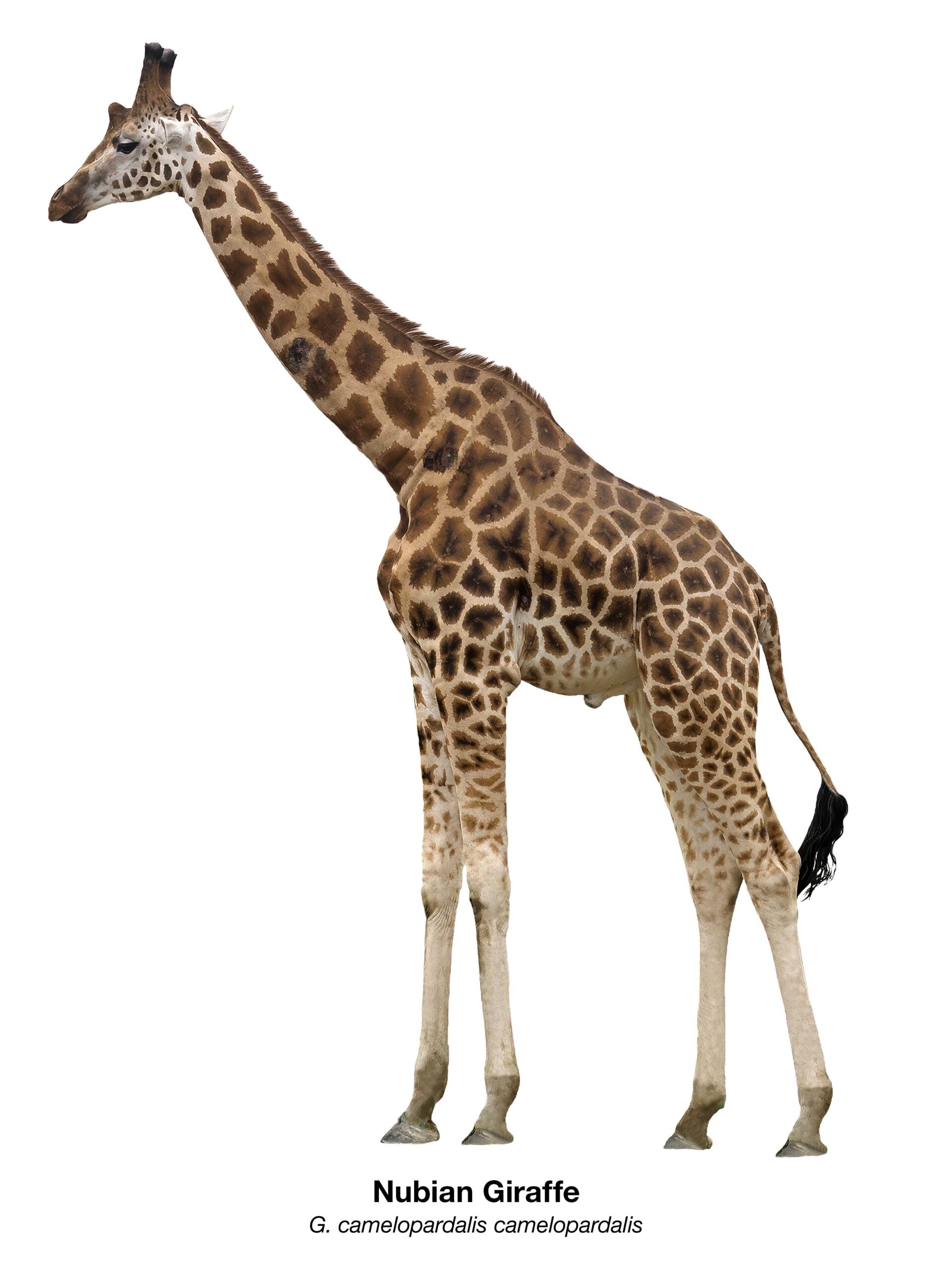 Freigestellte Nubische Giraffe (Giraffa camelopardalis camelopardalis) in Ganzkörperansicht – Namibian Wildlife Foundation e.V. (NWF)