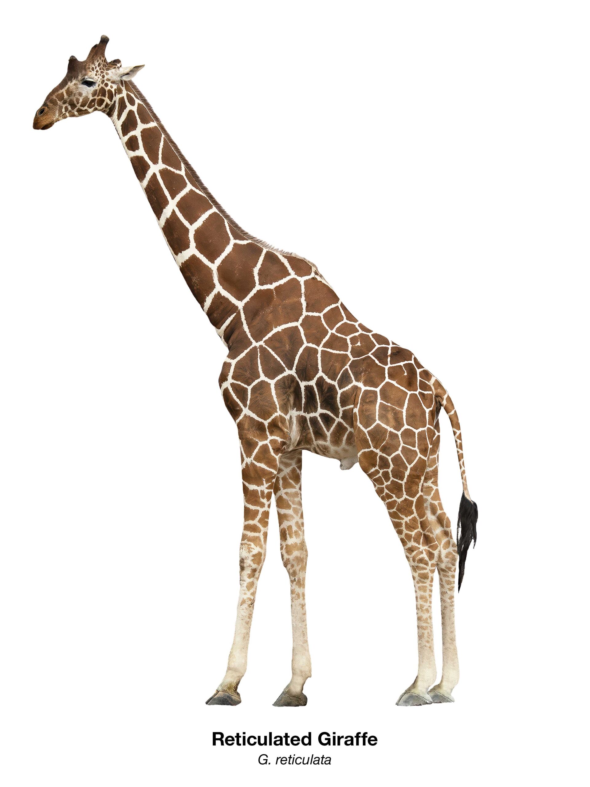 Freigestellte Netzgiraffe (Giraffa reticulata) in Ganzkörperansicht mit ihrem charakteristischen netzartigen Fellmuster – Namibian Wildlife Foundation e.V. (NWF)