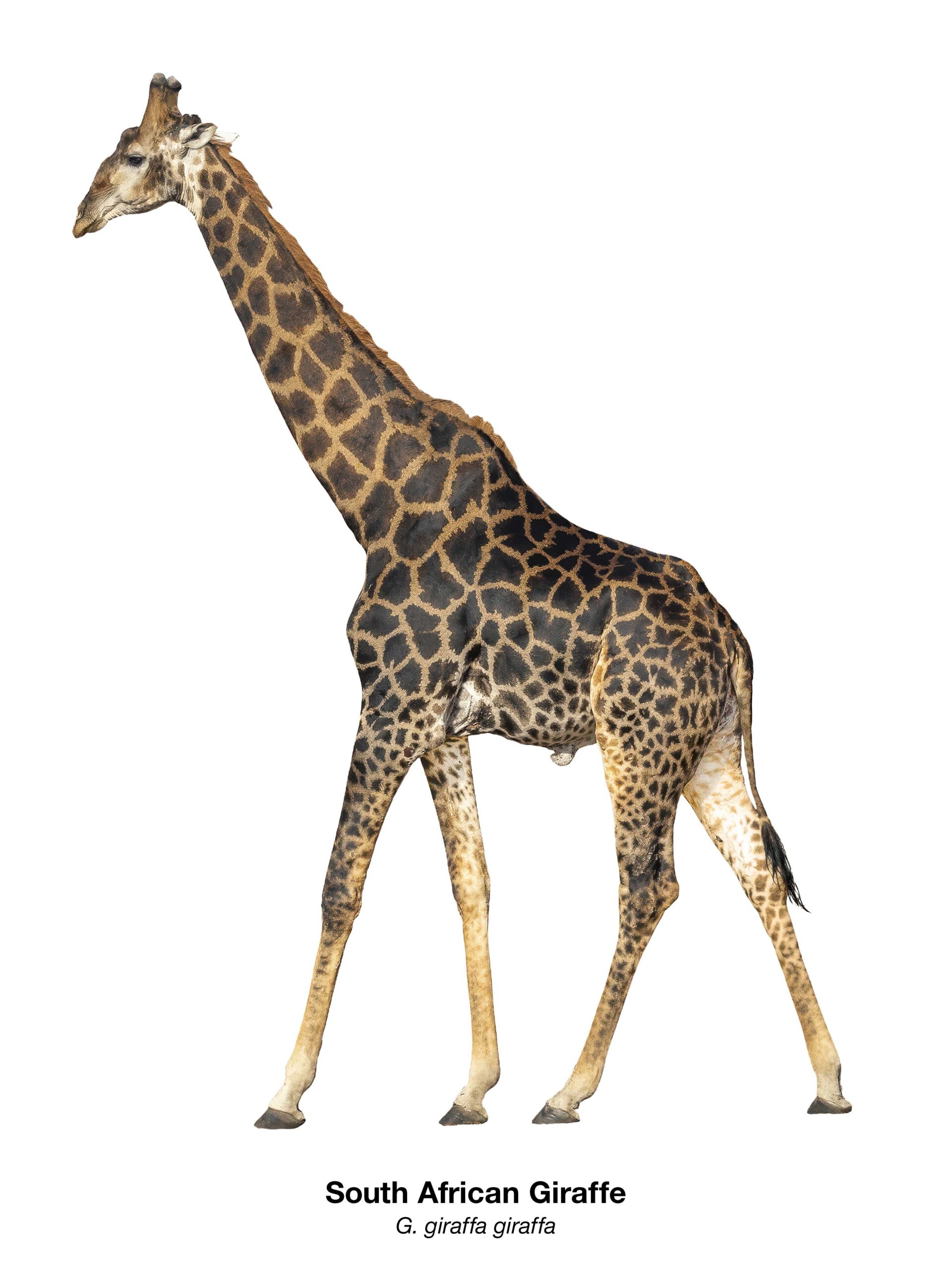 Südafrikanische Giraffe – Giraffa giraffa giraffa | Namibian Wildlife Foundation e.V. (NWF)