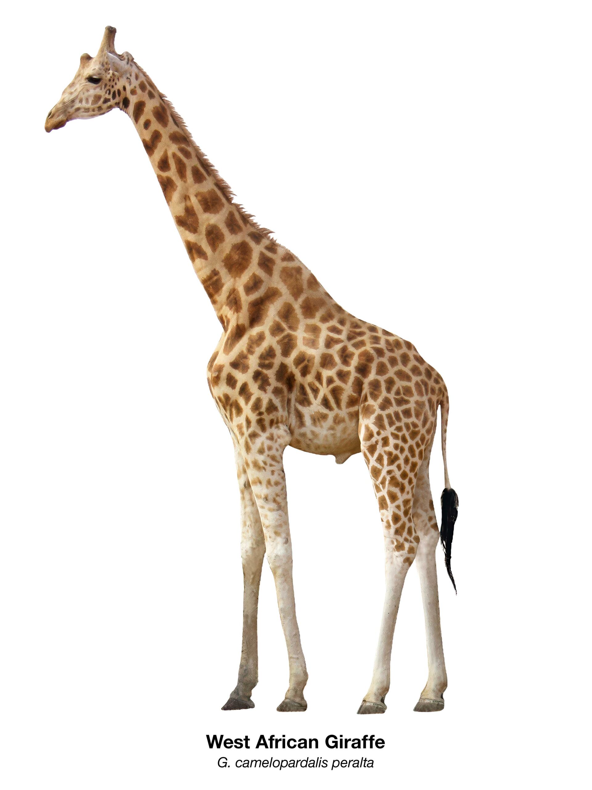 Freigestellte Westafrikanische Giraffe (Giraffa camelopardalis peralta) in Ganzkörperansicht – Namibian Wildlife Foundation e.V. (NWF)