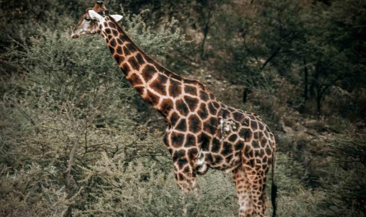 Südliche Giraffe im Khomashochland in Namibia mit auffälligen GSD-ähnlichen Hautveränderungen
