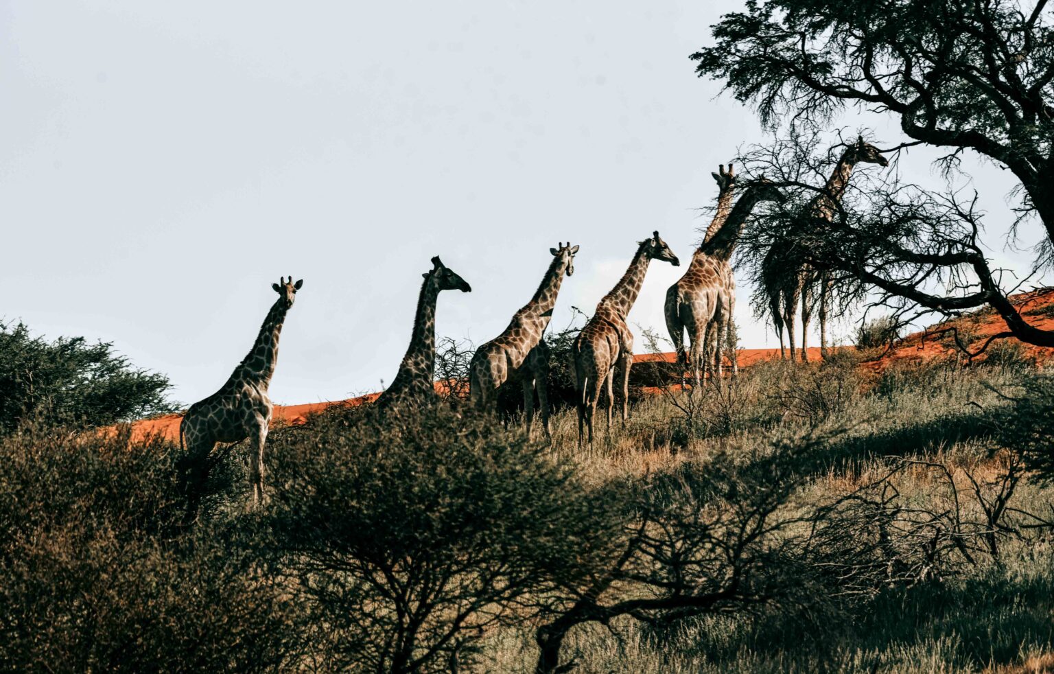Mehrere Giraffen in einer Buschlandschaft in Namibia als Symbolbild für Giraffen Patenschaften und Lebensraumschutz