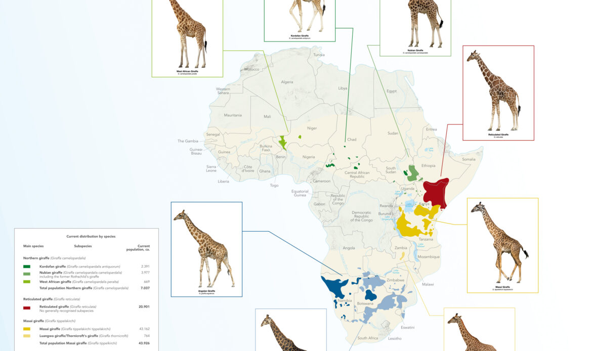 Karte Afrikas mit Verbreitungsgebieten verschiedener Giraffenarten und Unterarten