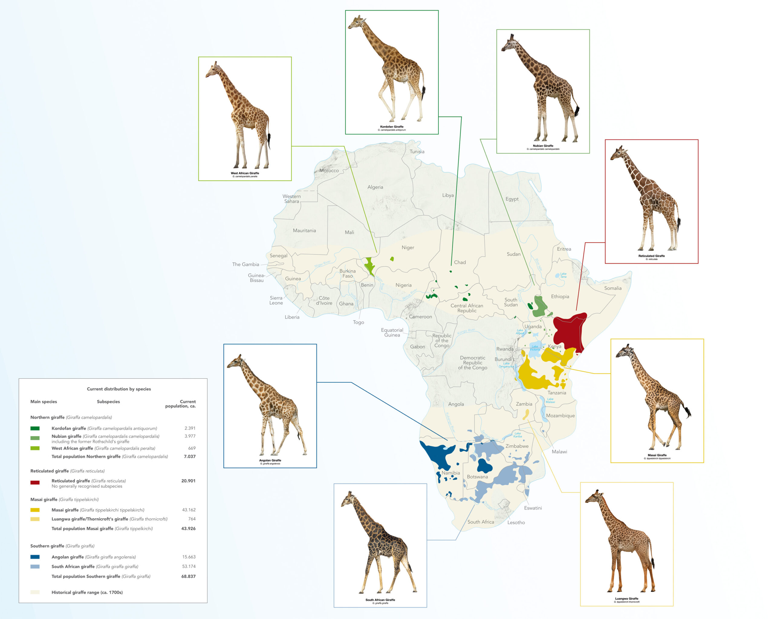 Karte Afrikas mit Verbreitungsgebieten verschiedener Giraffenarten und Unterarten
