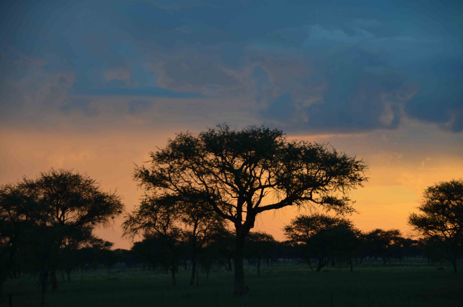Baum in einer namibischen Landschaft bei Sonnenuntergang als Symbolbild für Aufforstung, Biodiversität und Lebensraumschutz