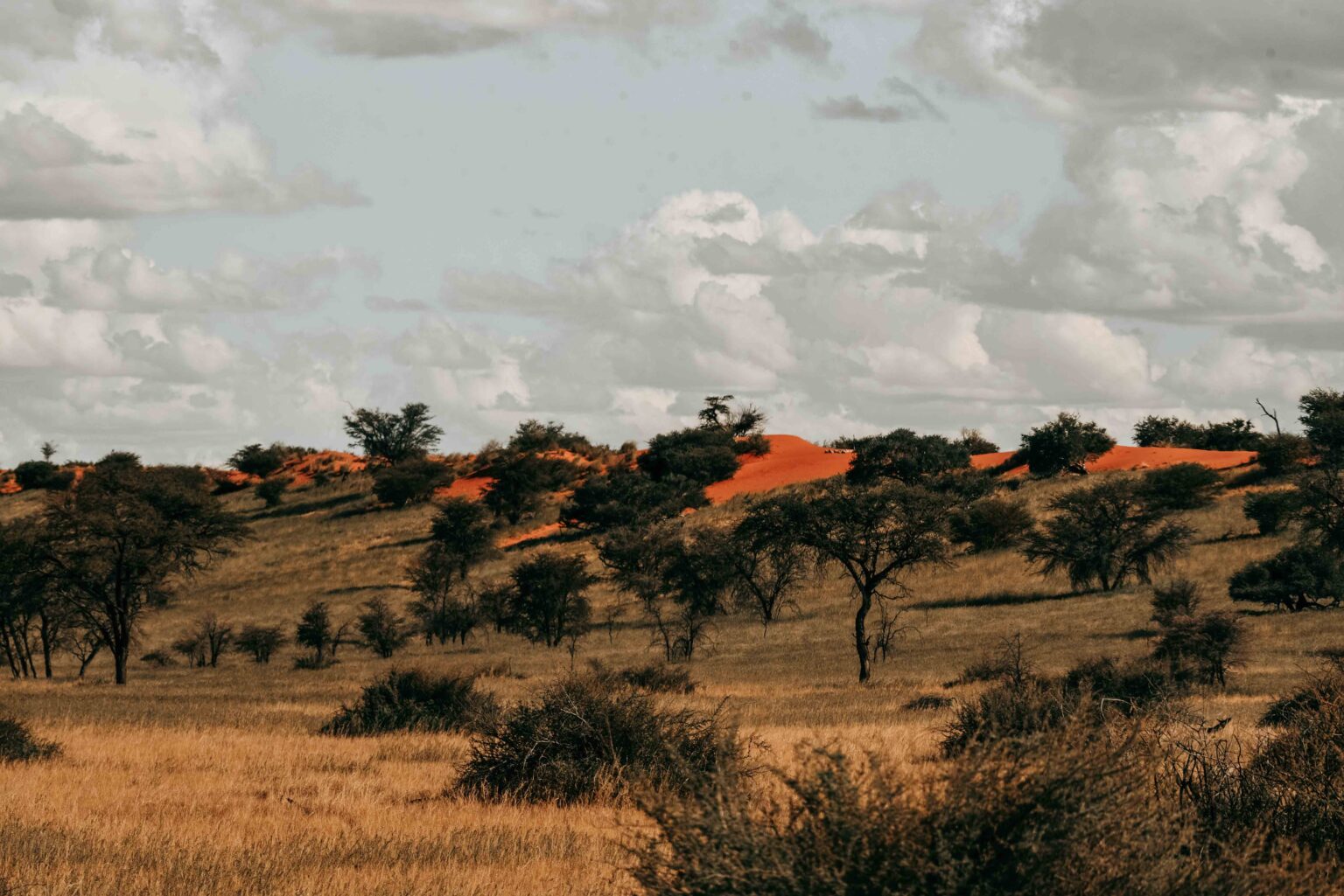Namibische Landschaft mit Giraffe als Symbolbild für ein privates Schutzgebiet und nachhaltigen Giraffenschutz