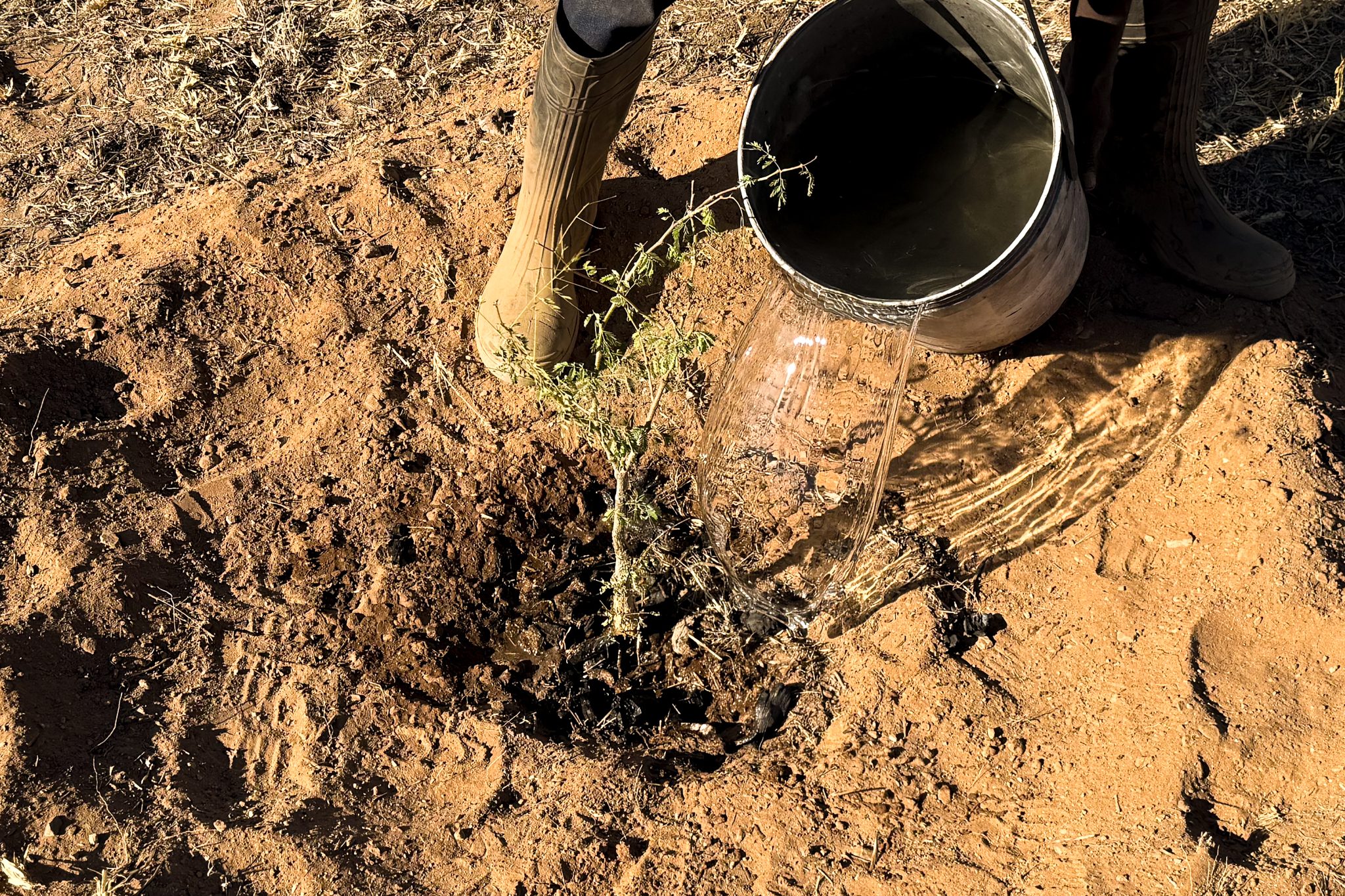 Wasser wird aus einer Metallkanne auf einen frisch gepflanzten Setzling im trockenen Boden Namibias gegossen