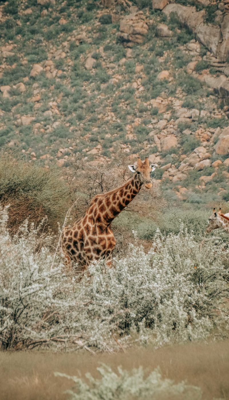 Giraffe steht zwischen Büschen in der felsigen Landschaft des Khomashochlands in Namibia