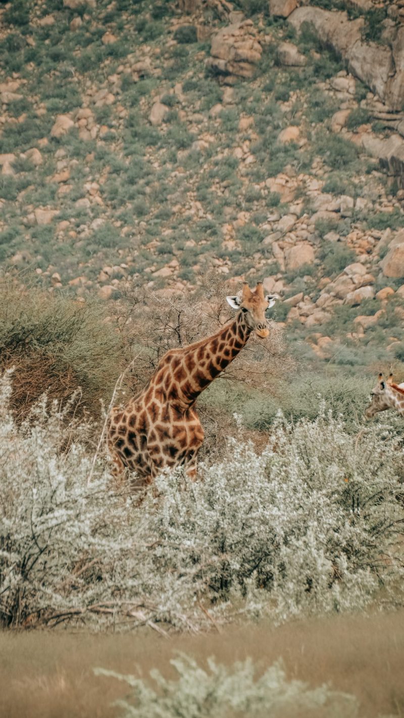Giraffe im Buschland des Khomashochlands Giraffe steht zwischen Büschen in der felsigen Landschaft des Khomashochlands in Namibia
