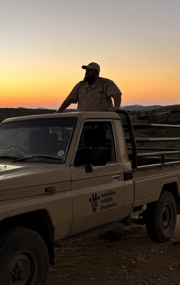 Max_auf_einem_NWF_Auto_beim_Giraffen_Beobachten Ranger steht bei Sonnenuntergang auf Fahrzeug der Namibian Wildlife Foundation und blickt über die Landschaft im Khomashochland