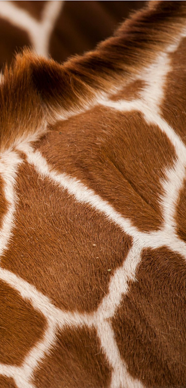 Testbild