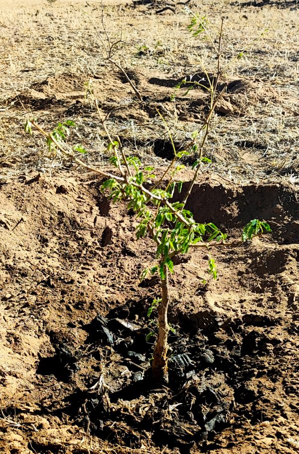 baum_einpflanzen_bio_pflanzenkohle_namibian_wildlife_foundation_ev Junger Baum in Namibia, frisch eingepflanzt mit biologischer Pflanzenkohle zur Bodenverbesserung