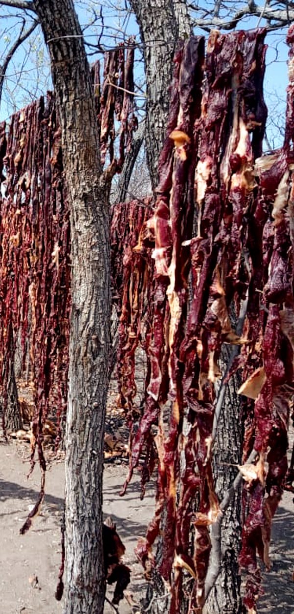 Getrocknetes Fleisch hängt an Bäumen im Busch – typisches Vorgehen von Wilderern in Namibia.