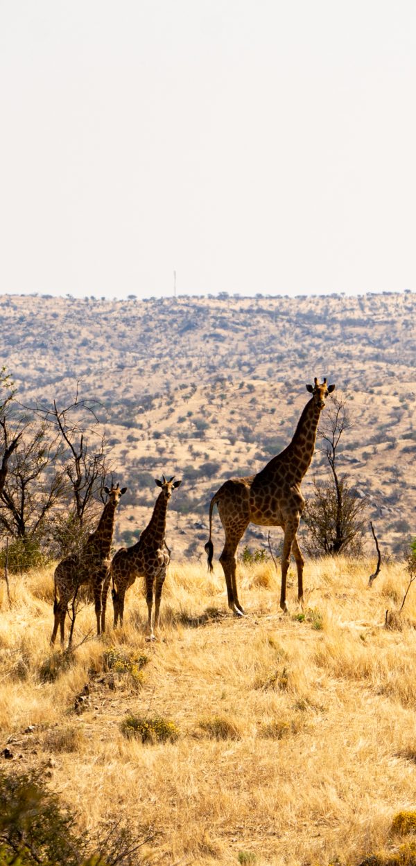 Giraffenherde in der namibischen Savanne – Namibian Wildlife Foundation (NWF)