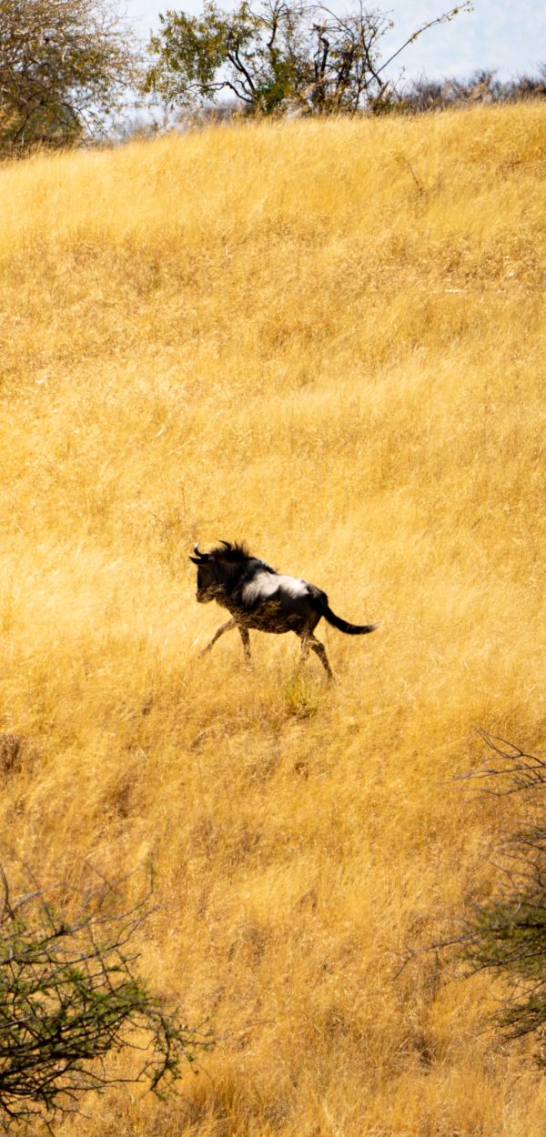 Ein Gnu läuft durch das hohe gelbe Savannengras in Namibia.