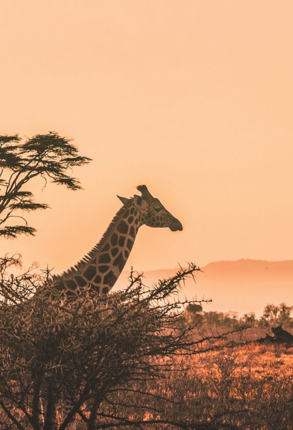 harshil-gudka-kfxEUCTUeyg-unsplash Giraffe in der Abenddämmerung vor afrikanischer Landschaft – Symbol für bedrohte Arten im Klimawandel