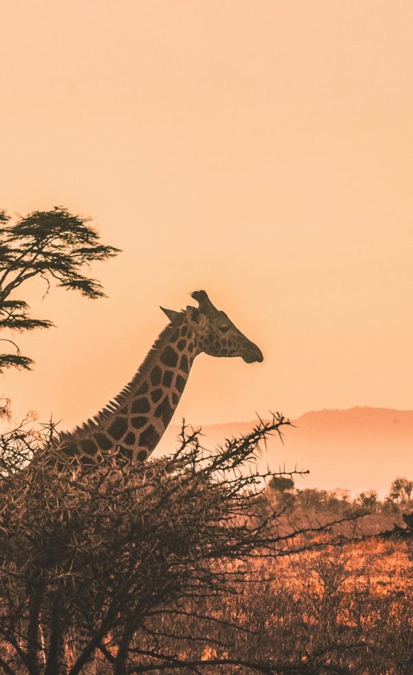 Giraffe in der Abenddämmerung vor afrikanischer Landschaft – Symbol für bedrohte Arten im Klimawandel
