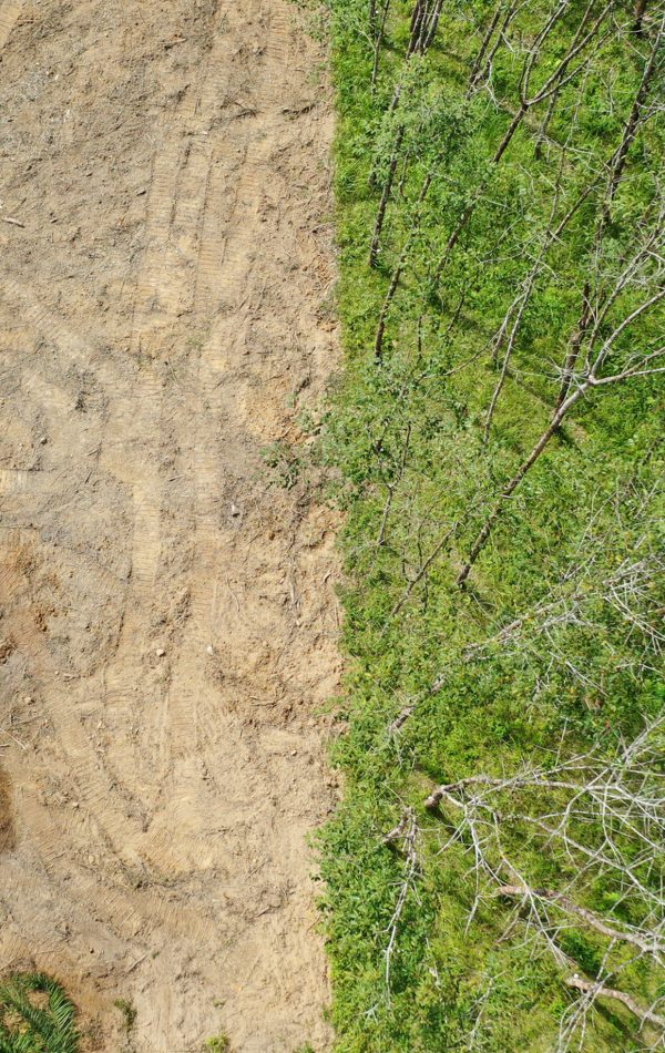 Deforestation and forest fire Luftaufnahme zeigt drastischen Übergang zwischen abgeholztem Boden und lebendigem Wald – Symbol für Entwaldung und Klimakrise