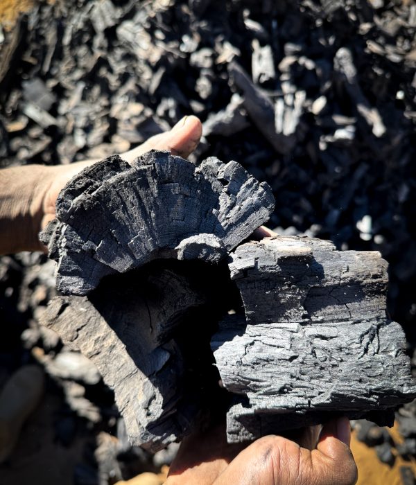 Hand hält frische Pflanzenkohle aus Namibia – sichtbar strukturierte Oberfläche für CO₂-Speicherung und Bodenverbesserung