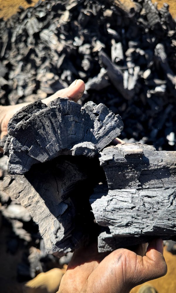 Hand hält frische Pflanzenkohle aus Namibia – sichtbar strukturierte Oberfläche für CO₂-Speicherung und Bodenverbesserung