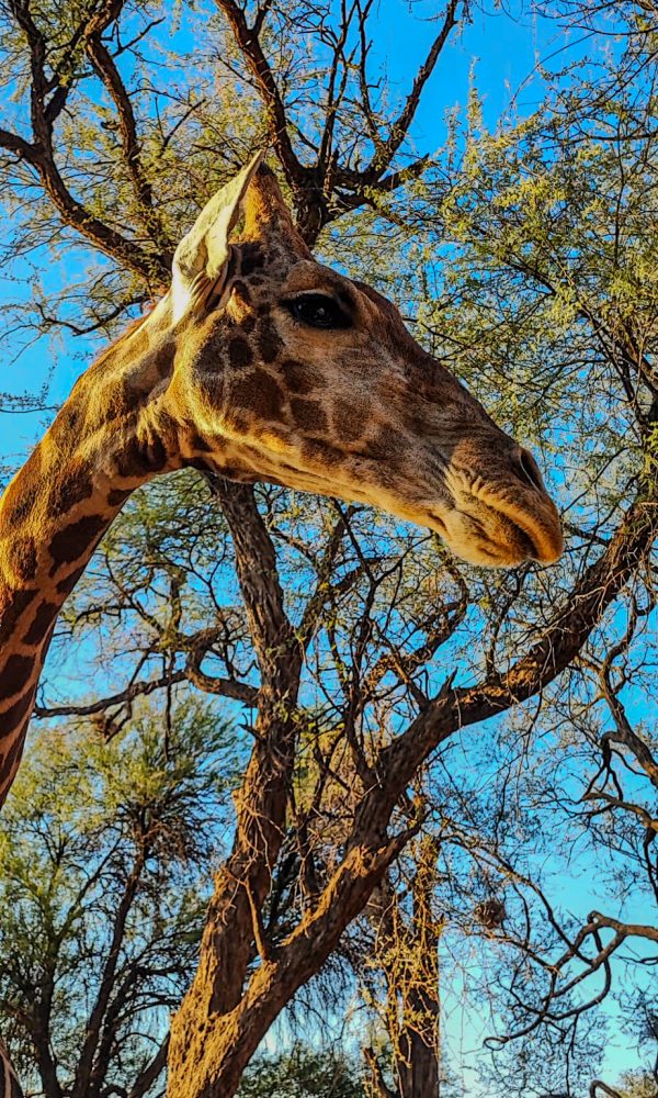 Giraffe im offenen Wald Namibias, umgeben von Bäumen unter klarem Himmel