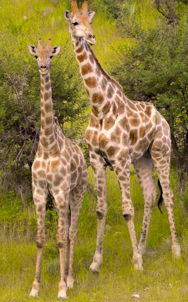 namibian_wildlife_foundation_ev_junge_und_alte_giraffe_namibia Eine junge und eine ältere Giraffe stehen nebeneinander im grünen Buschland Namibias – Symbol für den Schutz heutiger und zukünftiger Generationen.