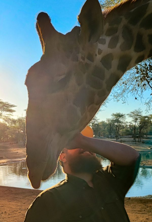namibian_wildlife_foundation_ev_max_henrichs_streichelt_giraffe Max Henrichs streichelt sanft eine Giraffe im Gegenlicht der untergehenden Sonne – ein Moment der Verbundenheit zwischen Mensch und Tier.