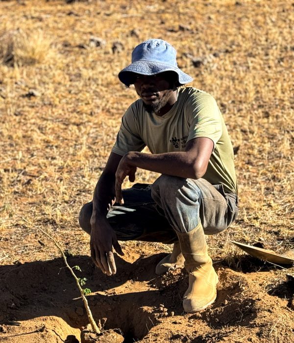Ein Mitarbeiter der Namibian Wildlife Foundation e.V. kniet neben einem frisch gepflanzten Baumsetzling – Engagement für den Klimaschutz und gegen Wüstenbildung.