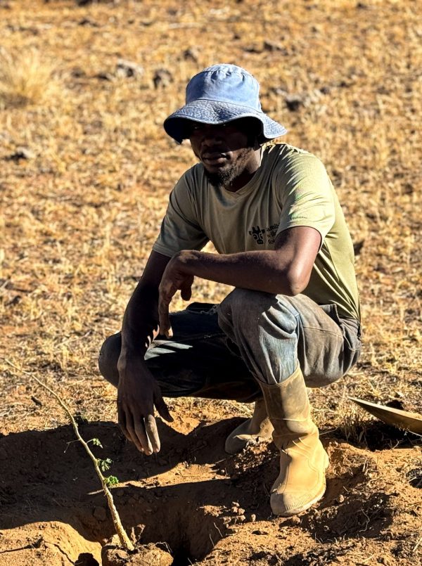 Ein Mitarbeiter der Namibian Wildlife Foundation e.V. kniet neben einem frisch gepflanzten Baumsetzling – Engagement für den Klimaschutz und gegen Wüstenbildung.