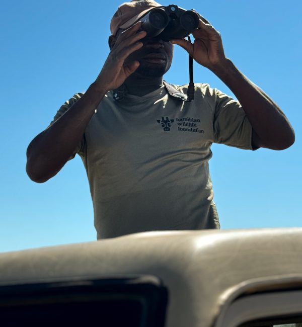 Ein Wildhüter der Namibian Wildlife Foundation e.V. (NWF) steht auf einem Safari-Fahrzeug und beobachtet mit einem Fernglas aufmerksam die Landschaft – Einsatz für Naturschutz und Tierbeobachtung.
