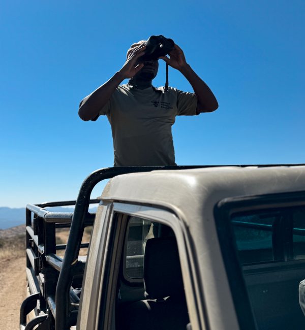 Ein Wildhüter der Namibian Wildlife Foundation e.V. steht auf einem Safari-Fahrzeug und beobachtet mit einem Fernglas aufmerksam die Landschaft – Einsatz für Naturschutz und Tierbeobachtung.