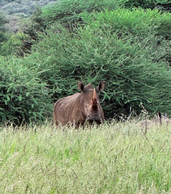 Nashorn im hohen Gras in Namibia – Namibian Wildlife Foundation (NWF)