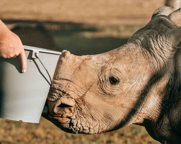 Nashornkalb trinkt aus einem Eimer als Symbolbild für Wildtiermedizin und den Schutz bedrohter Wildtiere