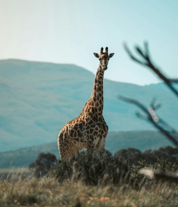 Giraffe steht auf einer Anhöhe vor bergiger Landschaft in der afrikanischen Savanne bei Sonnenaufgang.