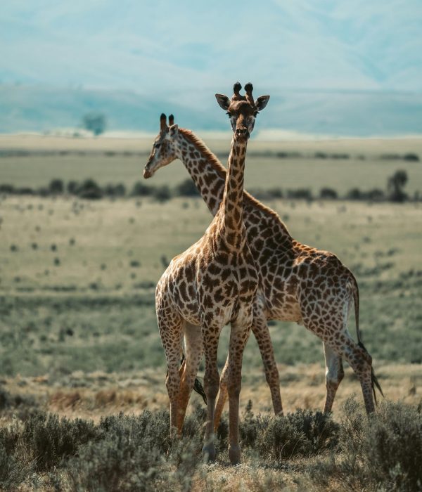 Zwei Giraffen stehen nebeneinander in einer offenen Savannenlandschaft mit Bergen im Hintergrund.