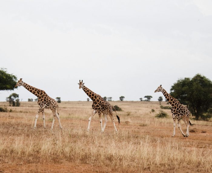 Drei Giraffen in der offenen Savanne – Symbol für den Schutz wandernder Wildtiere durch die Namibian Wildlife Foundation