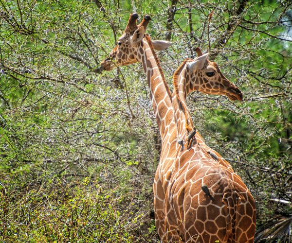 Zwei Netzgiraffen fressen an dornigen Akazienbäumen, während kleine Vögel auf ihrem Rücken sitzen. FOTO: © Terry Granger